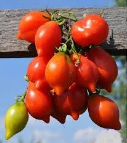 Semillas Organicas Tomate Pendolino 100% Naturales Huerta