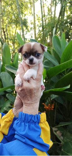 Cachorra Chihuahua Medellin Animal Pets Colombia 