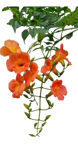 Bignonia Radicans/ Campsis Radicans/ Clarín De Guerra.