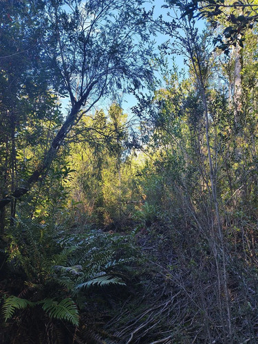 1 Hectárea En Chiloé - Bosque Renoval Cerca De Castro