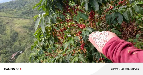Venta De Finca Agropecuaria En La Martinica, Ibagué