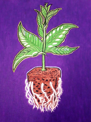 Solução Clonex Clone 20ml Clones, estacas e mudas
