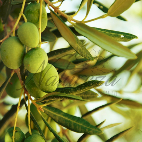 Olivo Grande, Árbol De Aceituna, Ejemplares Fructificando
