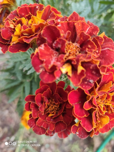 Sobre Semilla De Tagetes O Copetes Ideal Huerto