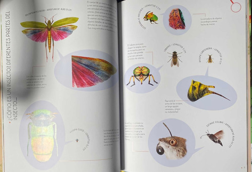 Imagen 3 de 6 de 100% Insectos A Tamaño Real / Isabella Grott