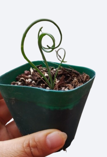 Suculentas Albuca Spiralis