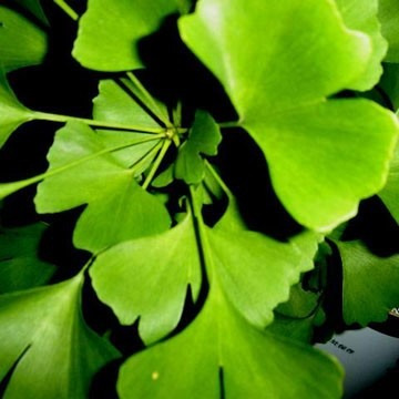 Ginkgo Biloba- En Bolsa Mac.10 Lts. --alt.1,40 Ramificado