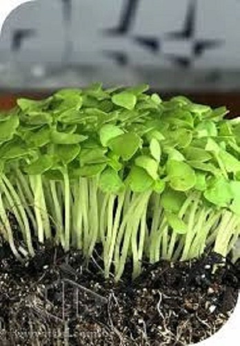 Manjericão / Basilicão Para Microgreens 10g = 7.150 Sement