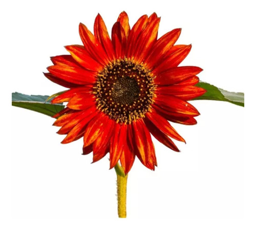 Girasol Flor Gigante Rojo Semilla Flores Y A