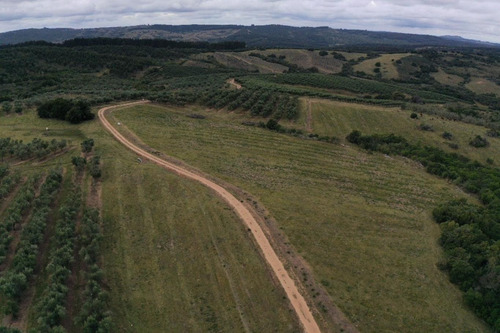 Imagen 19 de 30 de Campo Ovicola En Garzon - 212 Hectareas