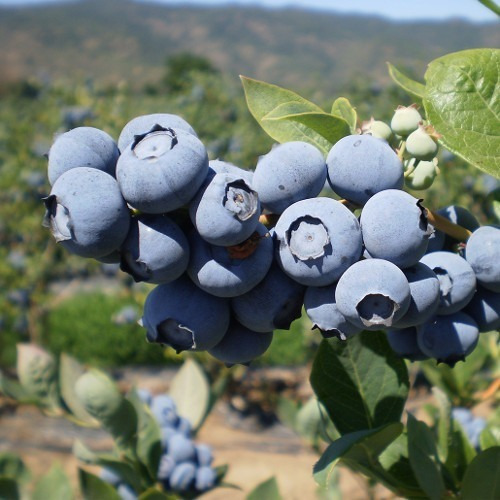 Imagen 1 de 1 de Arbol De Arándano Azul - Vaccinium Corymbosum