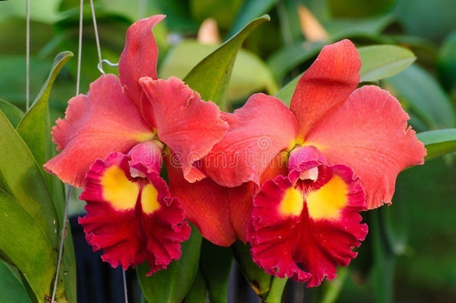 10 Mudas De Orquídea Cattleya - Adultas - Prestes A Florir | Parcelamento  sem juros