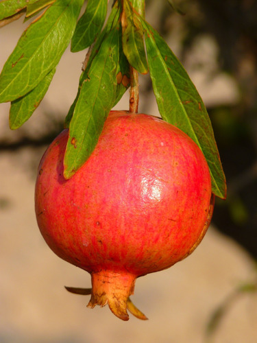 Cuadro 50x75cm Granada Pomegranate Fruta Tropical Exotica M3