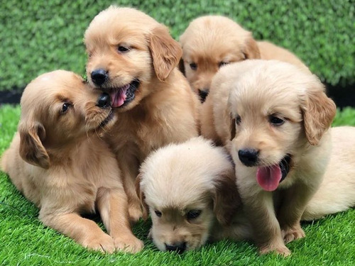 Cachorros Golden Retriever 