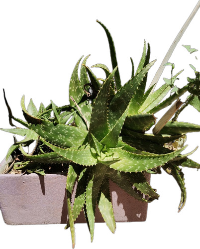 Aloe Maculata Medicinal