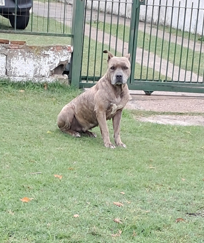 Perra En Adopción Raza Pitbull