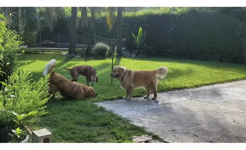 Guardería Canina, Sin Cañiles Ni Jaulas. Del Viso