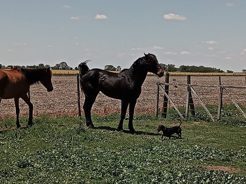 Imagen 6 de 30 de Campo En Córdoba (general Deheza)