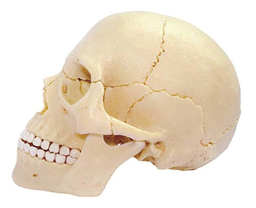 Imagen 2 de 4 de 4d Vision Human Anatomy Modelo Craneo Humano 17pcs 26086