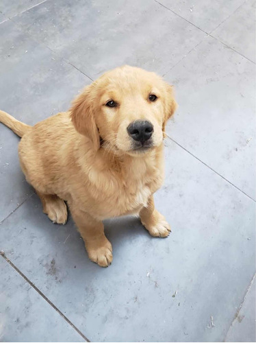 Cachorro Golden Retriever Macho