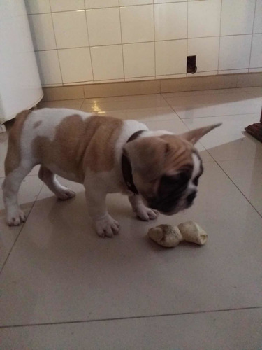Imagen 4 de 5 de Servicio De Stud Bulldog Francés Con Fca, Sólo Inseminación.