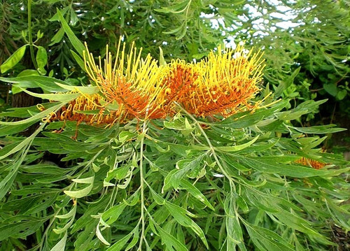 Imagen 2 de 3 de Semillas De Grevillea Robusta O Roble Australiano