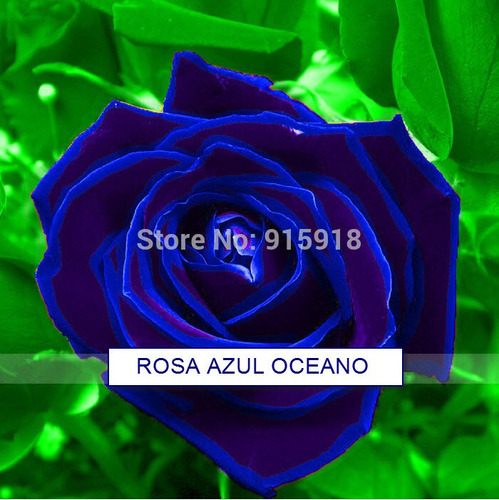 Semilla De Rosa Azul Oceano, Rara Genetica Rosas Azules