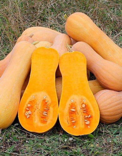 Semillas Organicas De Zapallo Calabaza Waltham Butternut