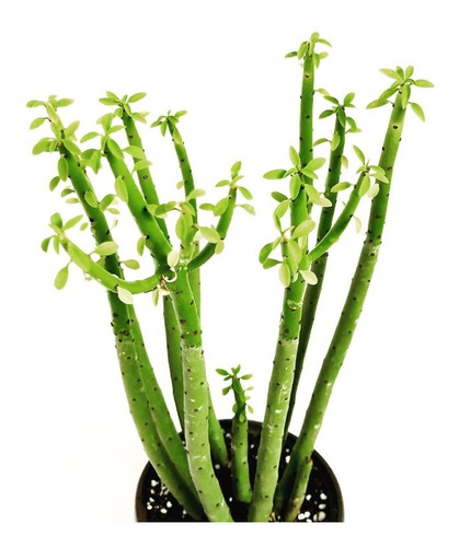 Muda De Euphorbia Alluaudi Com 20cm A 30cm Enraizada