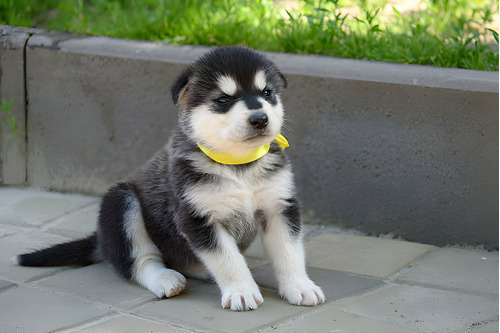 Cachorro Alaskan Malamute Perro Alaskan Malamute Puppy Pet