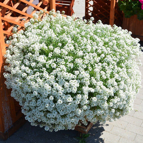 Semillas Planta De Flor Aliso Panalillo Alyssum Color Blanco