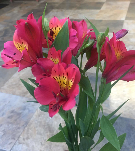 Rizoma De Alstroemeria, Varios Colores. Dos Rizomas Por $170