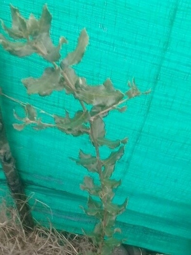 Árbol De Alcornoque Quercus Suber En Maceta Grande