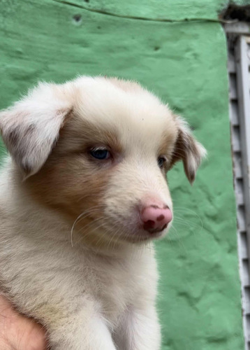 Cachorro Border Collie