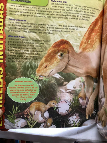 Imagen 6 de 6 de Dinosaurios - Ilustraciones Realistas - Gran Formato - Libro