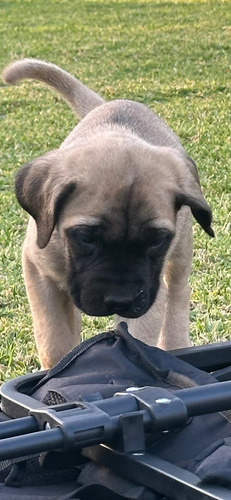 Cachorros Mastín Inglés Pelaje Corto Con Pedigree