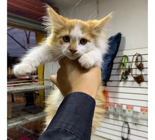 Gatitos Angora Originales