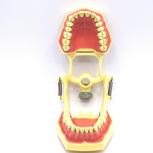 Tipodonto Adulto 32 Dientes A8014-2 Tipo Frasaco Dt