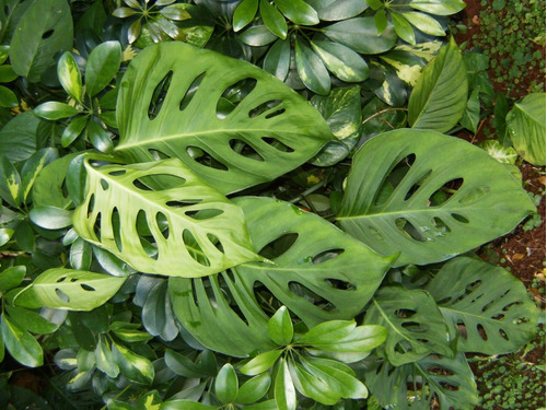 Imagen 6 de 8 de Planta Philodendron Peruveano M14