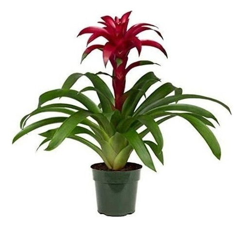 American Plant Exchange Bromeliad Plant Live Gorgeous Guzma.