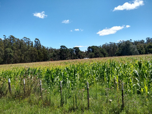 Imagen 3 de 30 de Latorre Prop Vende Campo De 34 Hectareas En Cobo