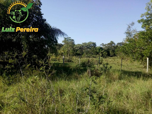 Imagem 4 de 10 de Fazenda Á Venda Em Figueirão - 844 Hec (pecuária) - 1917