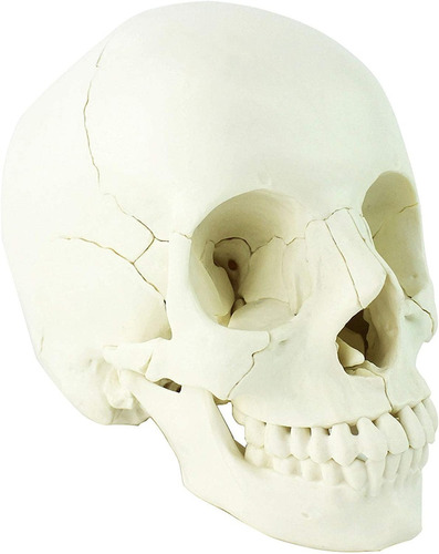 Cráneo Escala Humana Natural Desarmable 22p Modelo Anatómico