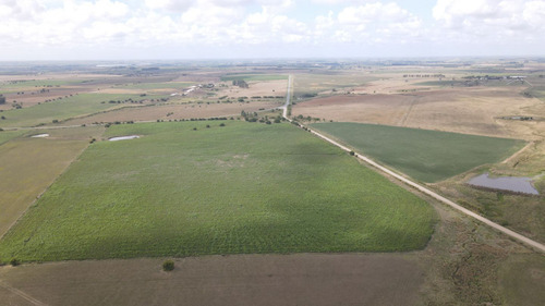 Campo En Venta De 150 Ha Agrícola Ganadero En Florida (ref: Atm-7901)