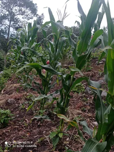 Vendo Hermosa Finca En Ibague