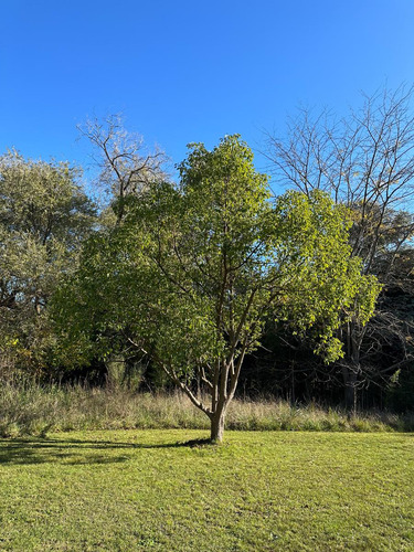 Venta Lote Maschwitz, A Mts Ruta 26 Y Prox Panamercana Ramal Escobar