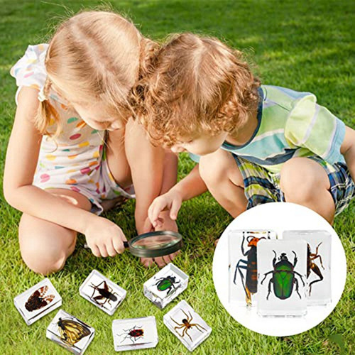 30 Pisapeles De Resina Para Especímenes De Insectos, Colec