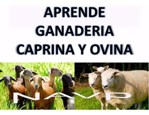 Aprende La Cria De Cabras Y Ovejas