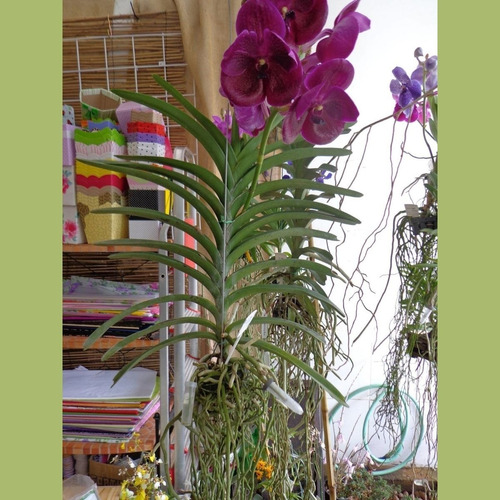 Tubetes Médios Para Vanda Asconcenda Rega Umidade C/ 5