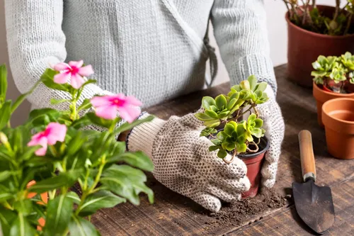 5 Herramientas Para Suculentas, Mini Herramientas De Jardn,